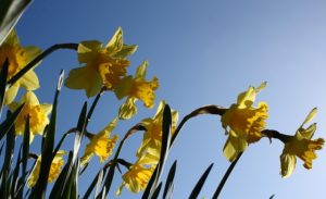 Glorious daffodils in the bright sunshine. A perfect match, like your copy should be with your reader.